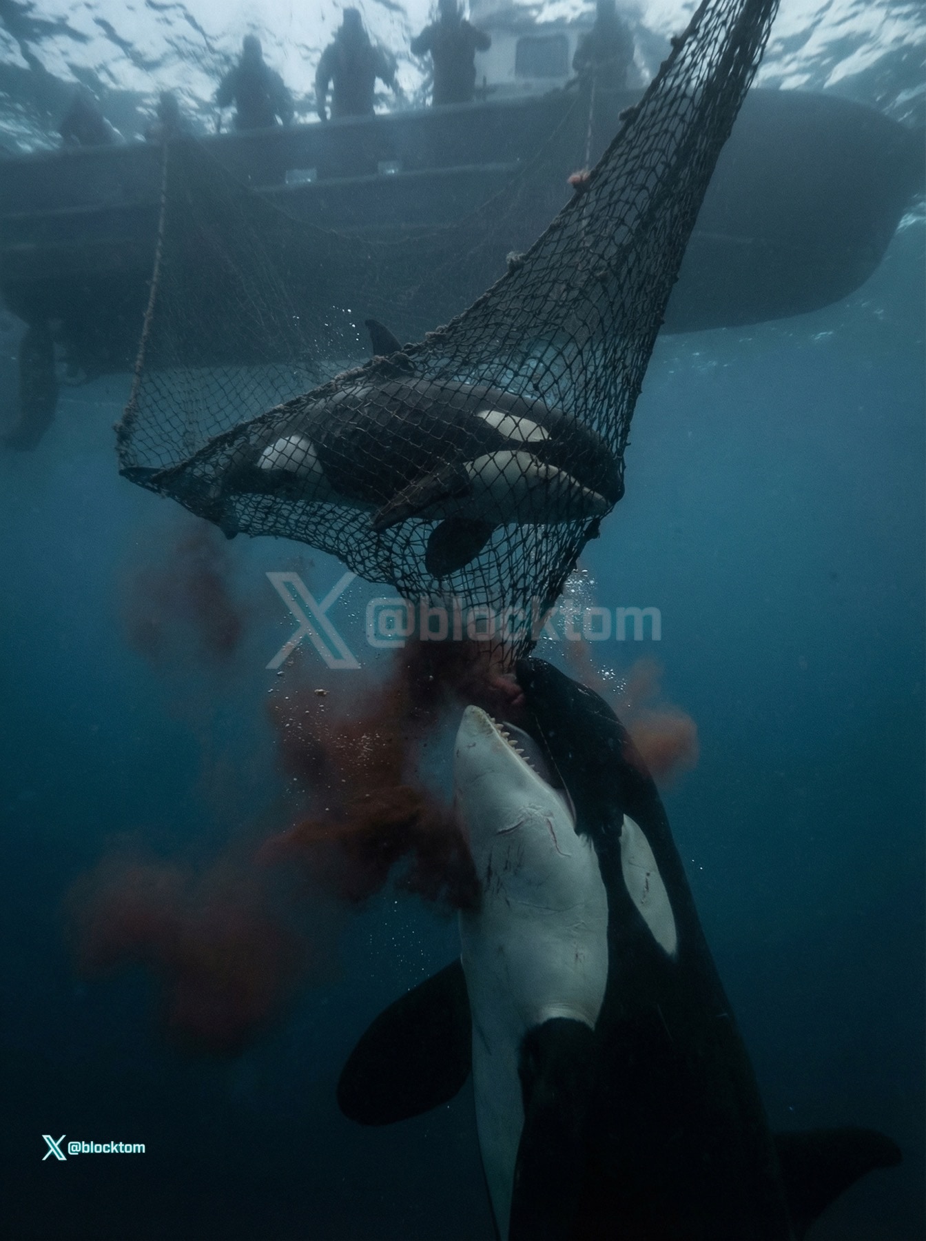 The Smile in Marine Parks: Why Captive Cetaceans Often Hold a One-Way Ticket 2/4