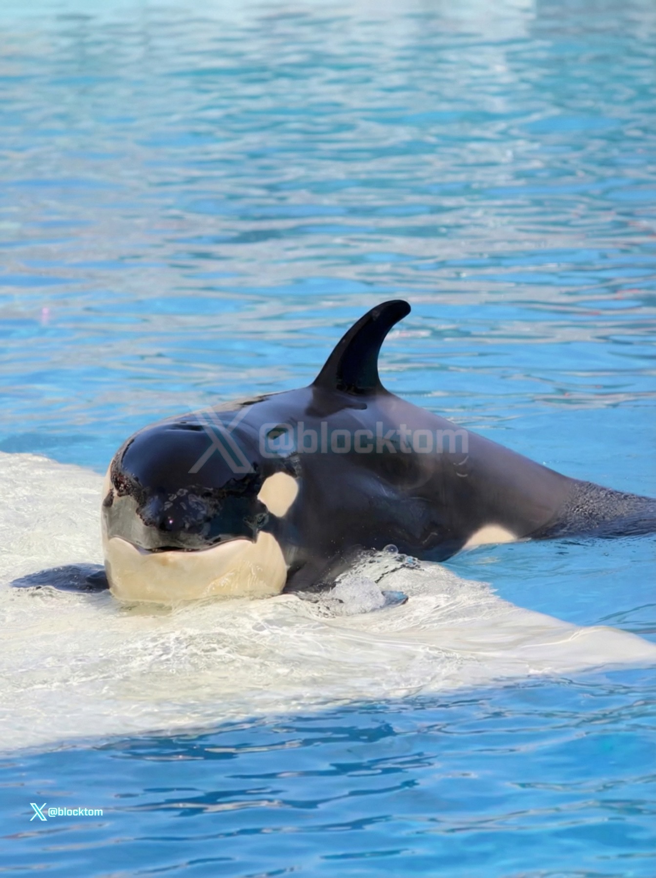 The Smile in Marine Parks: Why Captive Cetaceans Often Hold a One-Way Ticket 4/4